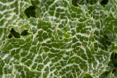 Nahaufnahme eines Mariendistelblatts mit grüner Grundfarbe und auffälligem weißen Adermuster. Die spitzen, gezackten Blattränder betonen die wehrhafte Struktur der Pflanze. Der Hintergrund ist unscharf und zeigt weitere Blätter der Mariendistel.