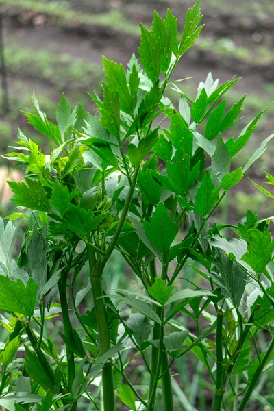 Nahaufnahme eines Liebstöckelstrauchs mit kräftigen, sattgrünen Blättern, die spitz zulaufen und leicht gezackt sind. Die Pflanze wächst in einem Gartenbeet, im Hintergrund ist unscharf der Boden mit weiteren Pflanzen zu erkennen.