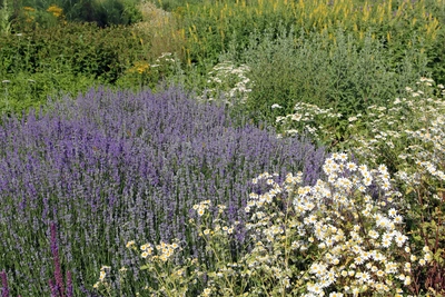 Echte Kamille (Matricaria chamomilla) in einem Kräutergarten, zusammen mit Lavendel und anderen Wildblumen. Die weißen Blüten der Kamille heben sich von den bunten Pflanzen im Hintergrund ab.