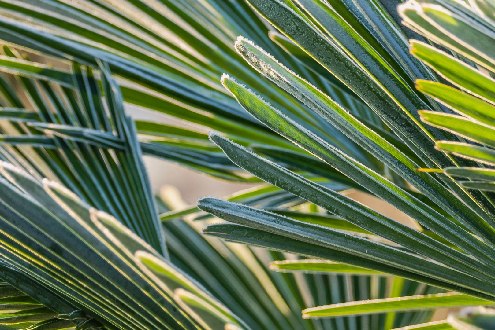 Detail